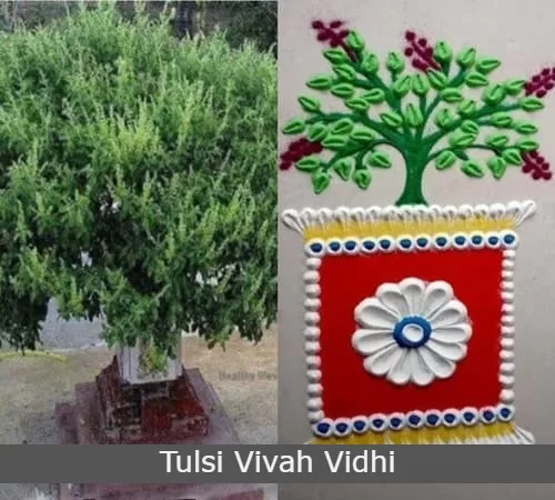 Tulsi Vivah Puja Vidhi, Process, History, Significance, Date Time 2023