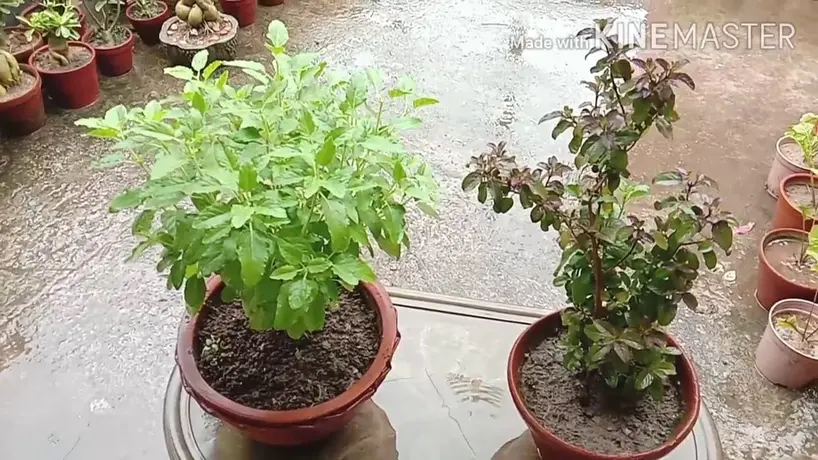 Tulsi or Basil Planting Rules: Points to Remember while growing Basil Plant at Home