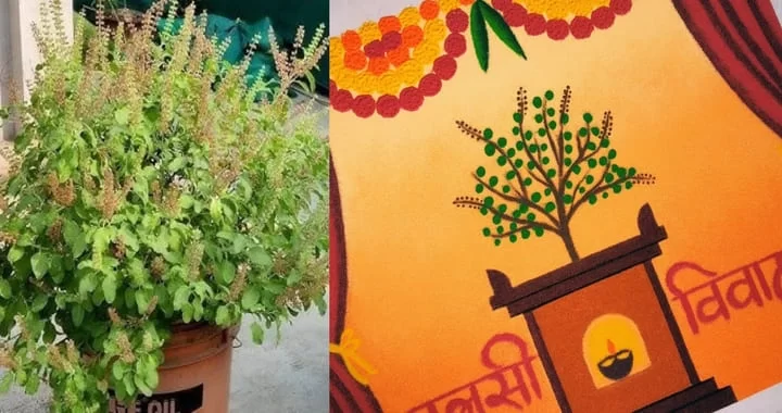 Tulsi Vivah Puja Vidhi, Process, History, Significance, Date Time 2023 ...