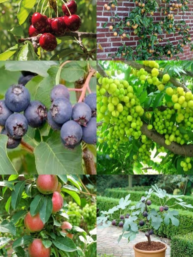 Strange Tree whose Fruits do not Grow on Branches but on Stems